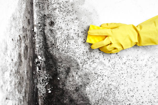 Best Black Mold Remediation in Bristol, VA