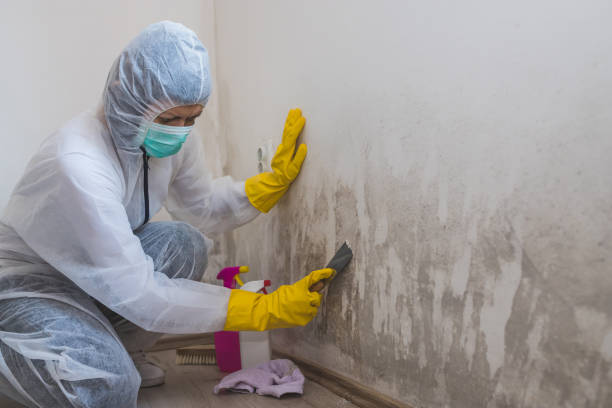 Best Residential Mold Remediation in Bristol, VA