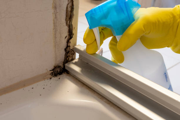 Best Crawl Space Mold Remediation in Bristol, VA