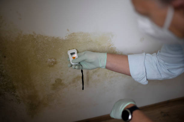 Best Post-Flood Mold Remediation in Bristol, VA