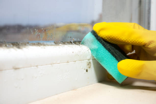 Best Preventive Mold Services in Bristol, VA