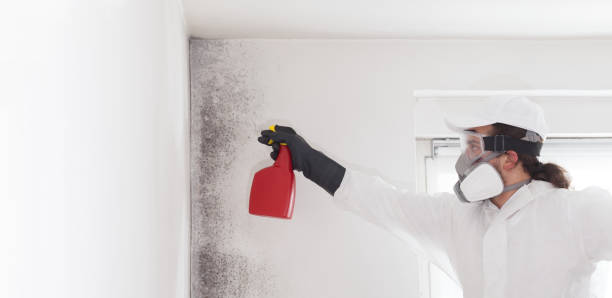 Best Commercial Mold Remediation in Bristol, VA