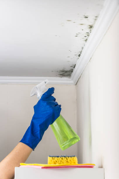 Best Basement Mold Remediation in Bristol, VA